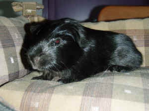 Brutus.