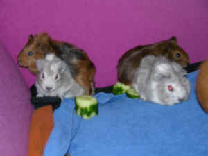 4 sde unger