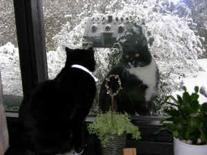 Der sad to katte i et vindue
