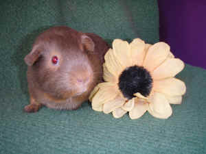 Iona
