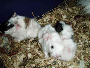 3 hvirveltotter