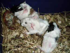 2 piger 1 dreng