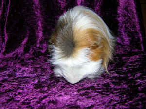 flot crest